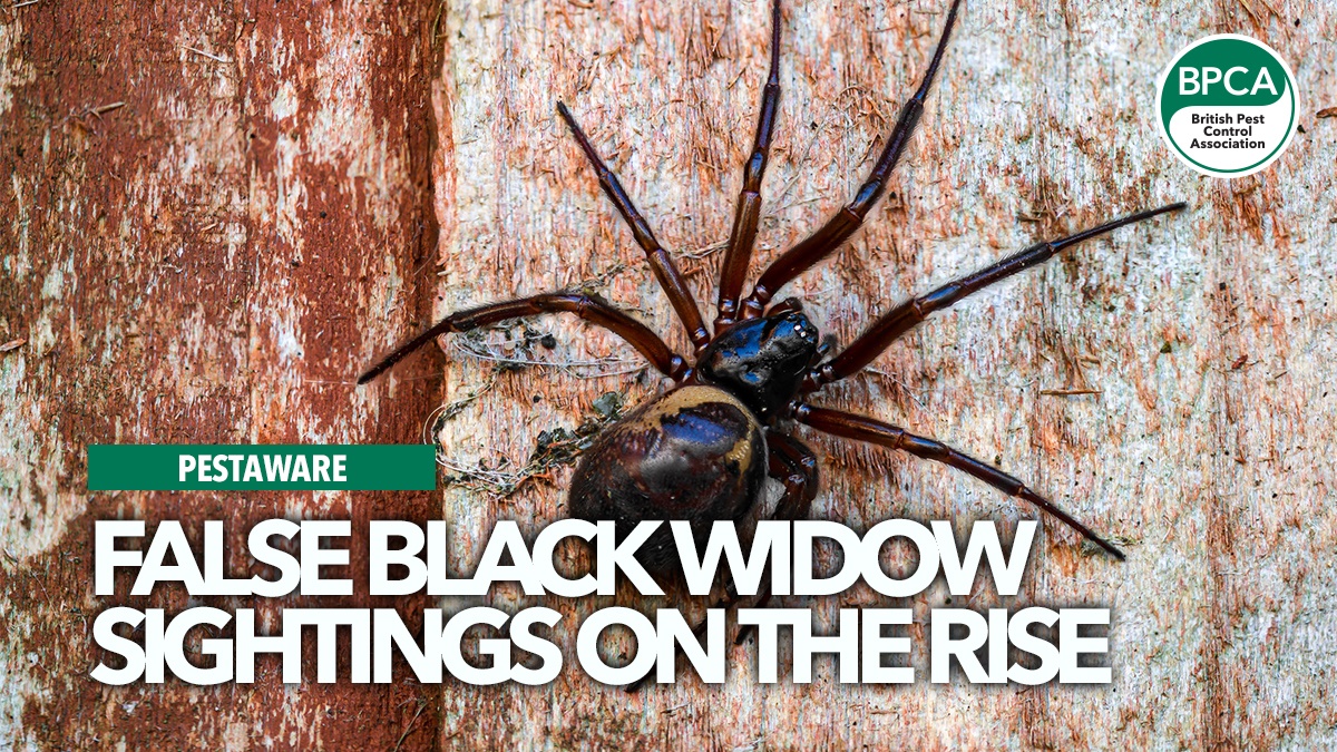 False-Black-Widow-sightings-on-the-rise False-Black-Widow-sightings-on-the-rise
